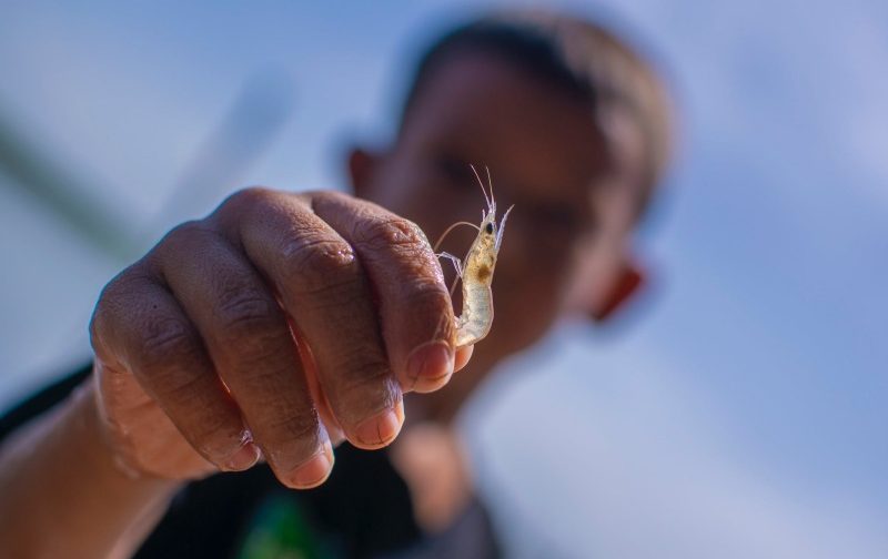 1699096969-1shrimp dream