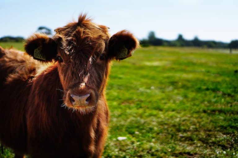 Dreaming About Cow (Cattle) - 20 Meaning and Interpretation ...