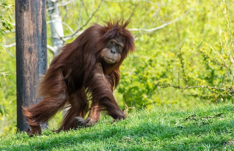 1703059164-Dream of Orangutan