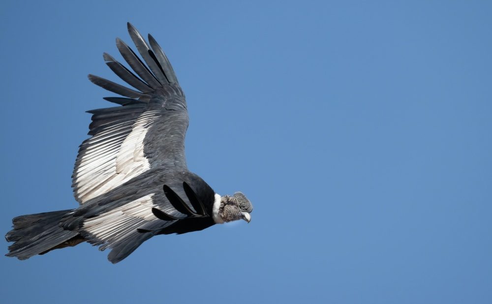 Dream About Vultures 31155165